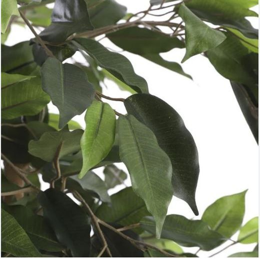 Ficus verde en maceta de plástico -  H210XD100CM