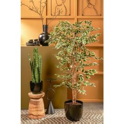 Ficus verde jaspeado en maceta de plástico - h180xd90cm