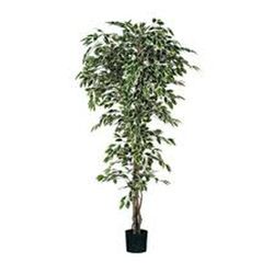 Ficus verde jaspeado en maceta de plástico  H210XD100CM