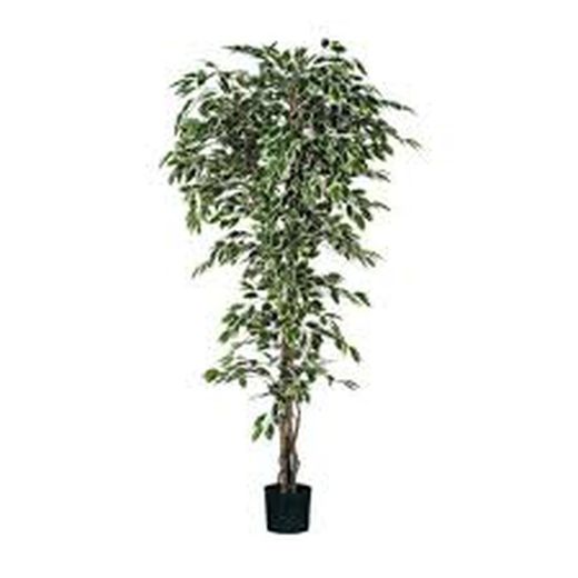 Ficus verde jaspeado en maceta de plástico  H210XD100CM