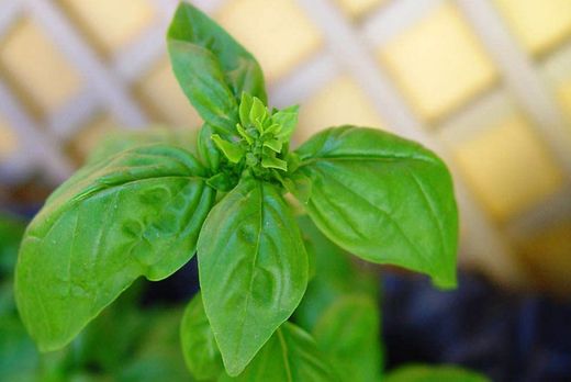 Albahaca de hoja ancha em M-10,5 - Ocimum Basillicum