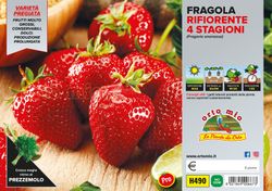 Fresa del Bosque Reina del Valle 6 Plantas en Pack