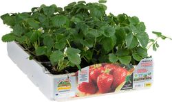Fresa del Bosque Reina del Valle 6 Plantas en Pack
