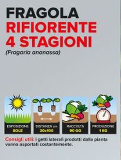 Fresa Multifloración 4 Estaciones Málaga 6 Plantas en Pack