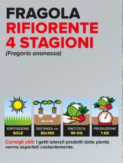 Fresa Multifloración 4 Estaciones Málaga 6 Plantas en Pack