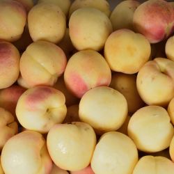 Frutal Enano Albaricoque C-24 ITALIA