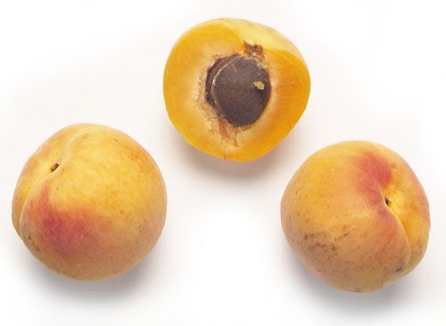 Frutal Enano Albaricoque C-24 ITALIA