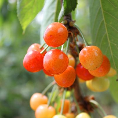 Frutal Enano Cerezo C-24 ITALIA