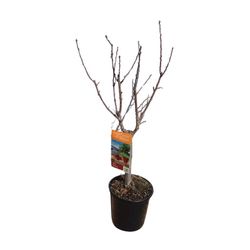 Frutal Enano Cerezo C-24 ITALIA