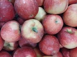 Frutal Enano Manzano C-24 ITALIA