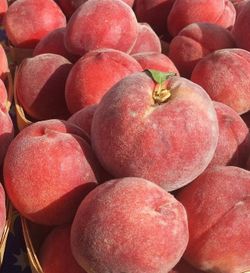 Frutal Enano Melocoton C-24 ITALIA