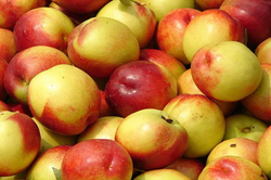 Frutal Enano Nectarina C-24 ITALIA