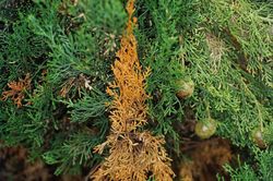 Fungicida fitoftora y gomosis 250gr Compo®