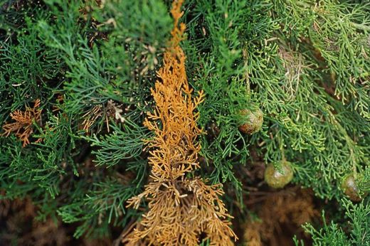 Fungicida fitoftora y gomosis 250gr Compo®