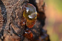 Fungicida fitoftora y gomosis 250gr Compo®