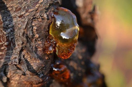 Fungicida fitoftora y gomosis 250gr Compo®