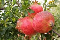 GRANADO MOLLAR ELCHE Punica granatum 6/8 C-25