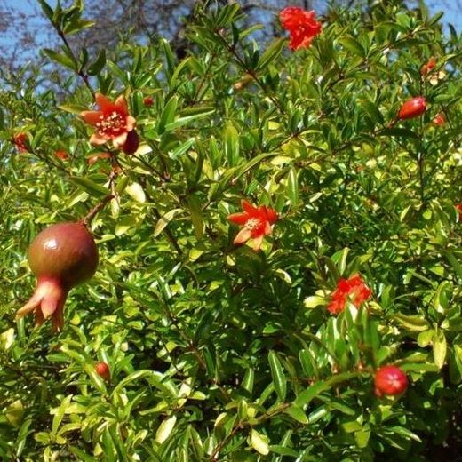 Granado - Punica granatum WONDERFUL 4/6 C-19