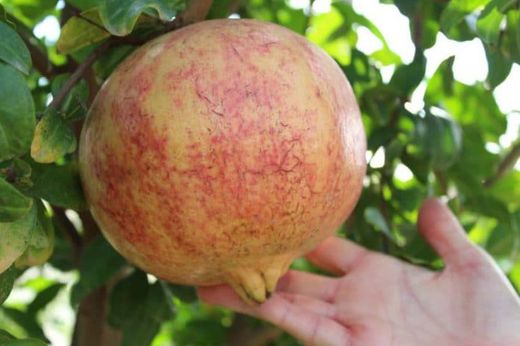 GRANADO TENDRAL Punica granatum 6/8 C-25