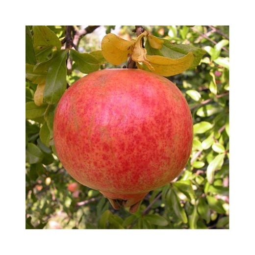 GRANADO TENDRAL Punica granatum 6/8 C-25