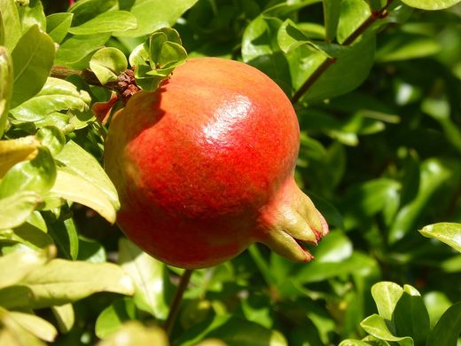 GRANADO TENDRAL Punica granatum 6/8 C-25