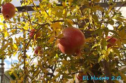 GRANADO TENDRAL Punica granatum 6/8 C-25