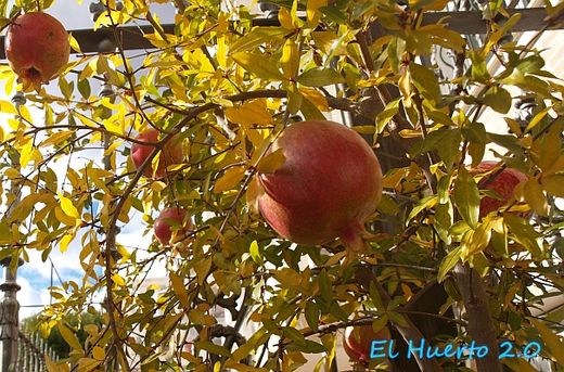 GRANADO TENDRAL Punica granatum 6/8 C-25