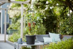 Basics Tomato pot 33cm color negro Elho®