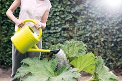 Green basics watering can 10 Elho®
