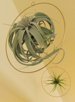 Green circle Ø 20cm