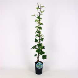 Hedera Alg. 'Gloire de Marengo' 80-100 C2