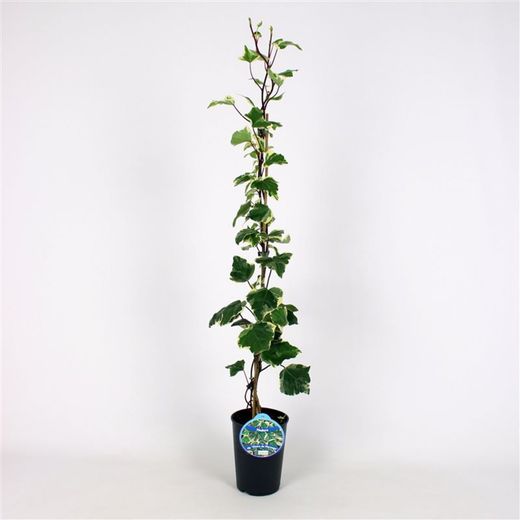 Hedera Alg. 'Gloire de Marengo' 80-100 C2