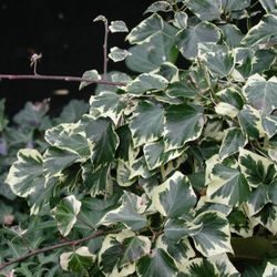 Hedera Alg. 'Gloire de Marengo' 80-100 C2