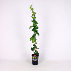 Hedera 'Colchica Sulphur Heart' 80-100 C2