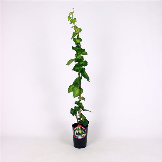 Hedera 'Colchica Sulphur Heart' 80-100 C2