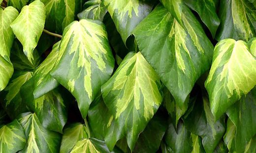 Hedera 'Colchica Sulphur Heart' 80-100 C2