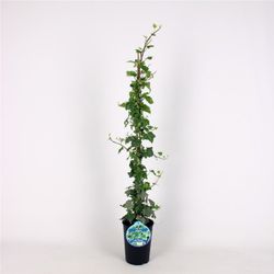 Hedera Hel. 'Glacier' 80-100 C2