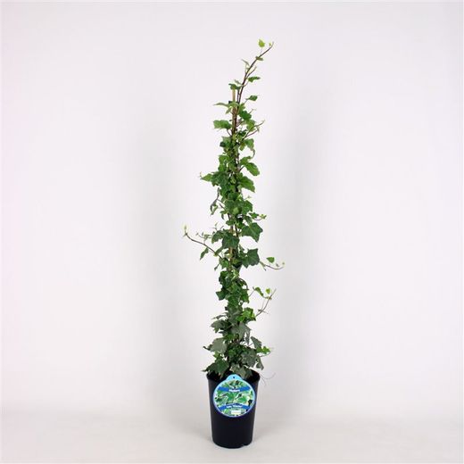 Hedera Hel. 'Glacier' 80-100 C2