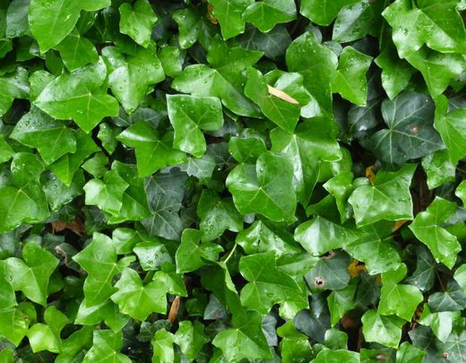Hedera Hel. 'Glacier' 80-100 C2