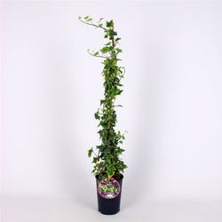Hedera Hel. 'Goldchild' 80-100 C2