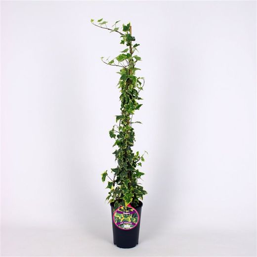 Hedera Hel. 'Goldchild' 80-100 C2