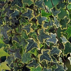 Hedera Hel. 'Goldchild' 80-100 C2