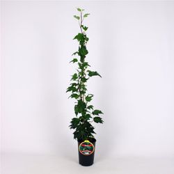 Hedera Hel. 'Green Ripple' 80-100 C2