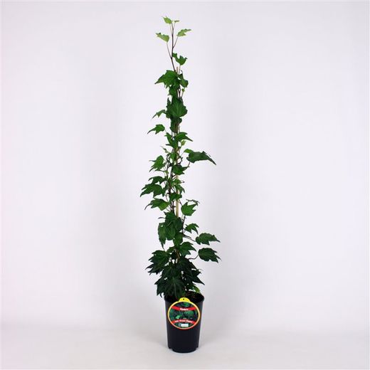 Hedera Hel. 'Green Ripple' 80-100 C2