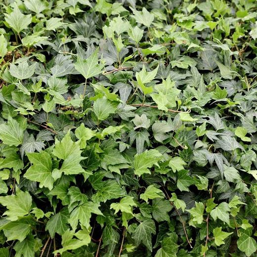 Hedera Hel. 'Green Ripple' 80-100 C2