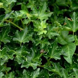 Hedera Hel. 'Ivalace' 80-100 C2