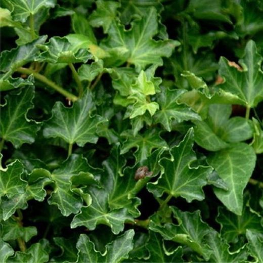 Hedera Hel. 'Ivalace' 80-100 C2