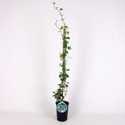 Hedera Hel. Margin. 'Elegantissima' 80-100 C2