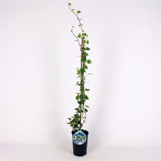 Hedera Hel. Margin. 'Elegantissima' 80-100 C2