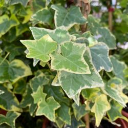 Hedera Hel. Margin. 'Elegantissima' 80-100 C2